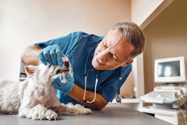 Best Dentist for Tooth Abscess  in Red Chute, LA